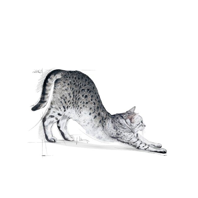 Royal Canin Feline Health Nutrition Indoor 27 Adult Cat Dry Food 2kg