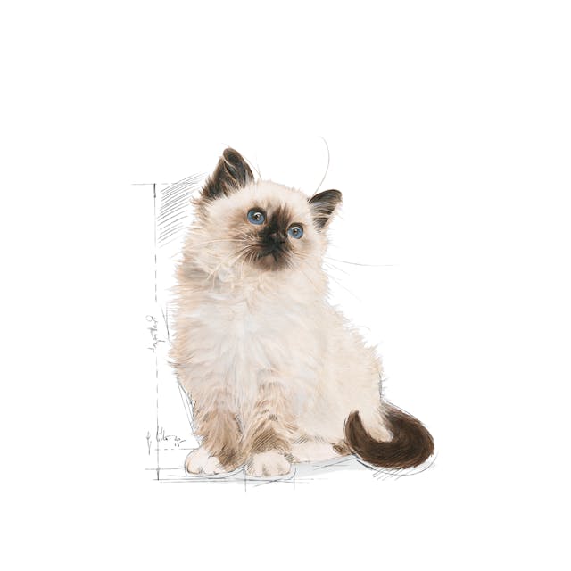 Royal Canin Feline Health Nutrition Kitten 36 Dry Food 2kg