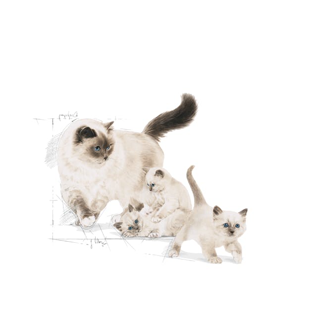 Royal Canin Feline Health Nutrition Mother & Babycat Dry Food 400g
