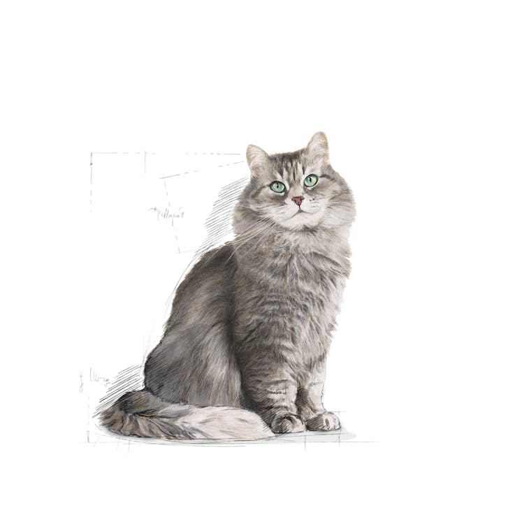 Royal Canin Feline Health Nutrition Sensible 33 Adult Cat Dry Food 4kg