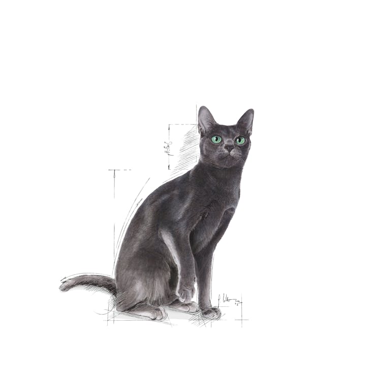 Royal Canin Feline Health Nutrition Sterilised 37 Adult Cat Dry Food 400g