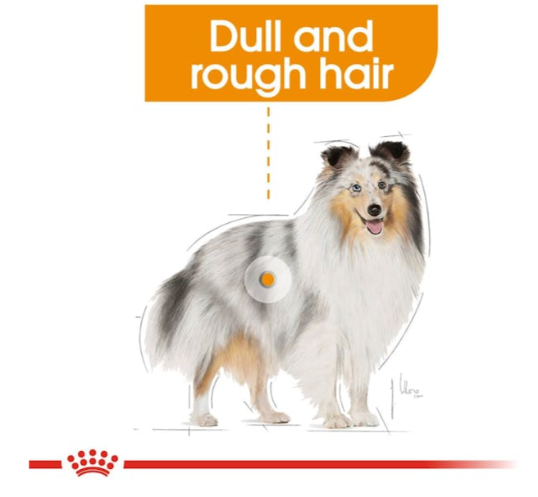 Royal Canin Canine Care Nutrition Mini Coat Care Adult Dog Dry Food 1kg