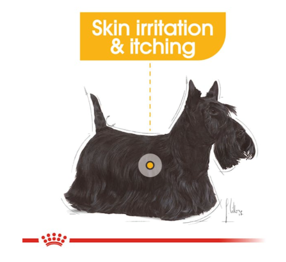 Royal Canin Canine Care Nutrition Dermacomfort All Sizes Dog Wet Food 85g x 12