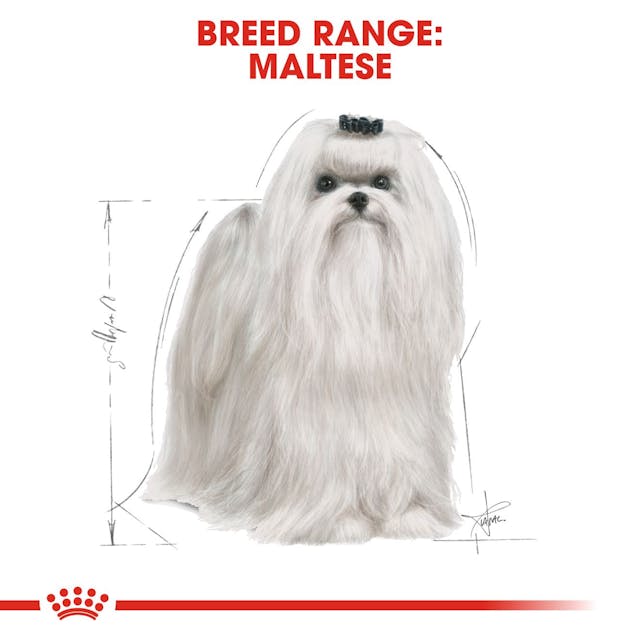 Royal Canin Breed Health Nutrition Maltese Adult Dog Dry Food 1.5kg