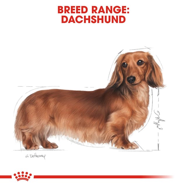 Royal Canin Breed Health Nutrition Dachshund Adult Dog Wet Food 85g x 12