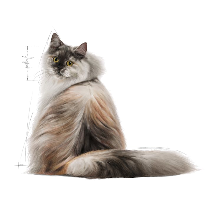 Royal Canin Feline Care Nutrition Hair & Skin Adult Cat Dry Food 2kg