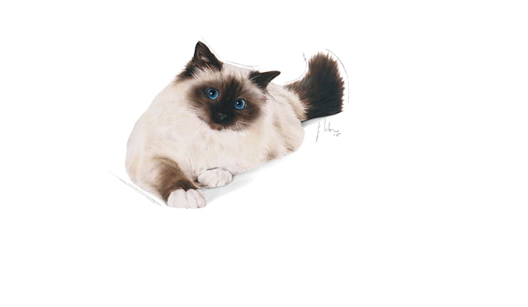 Royal Canin Feline Care Nutrition Hairball Care Adult Cat Dry Food 2kg