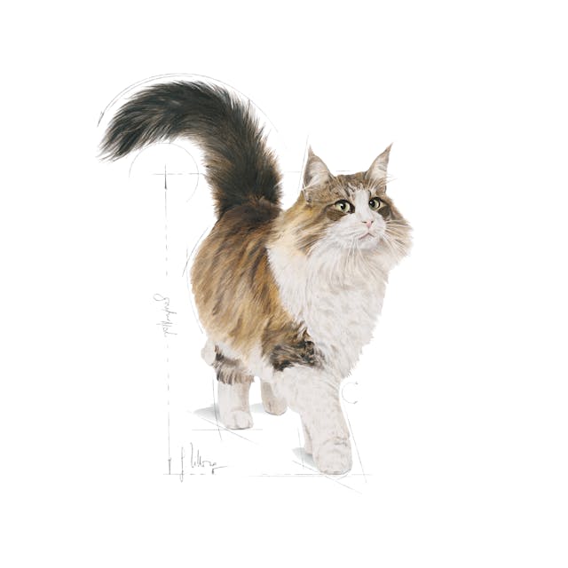Royal Canin Feline Health Nutrition Instinctive Adult Cat Wet Food 85g x 12