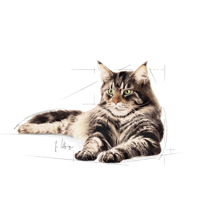 Royal Canin Feline Breed Nutrition Maine Coon Adult Cat Wet Food 85g