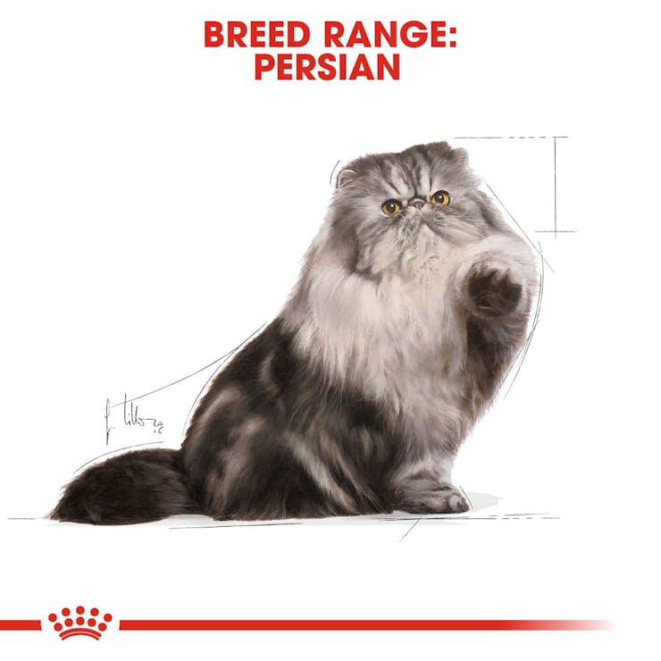 Royal Canin Feline Breed Nutrition Persian Adult Cat Wet Food 85g