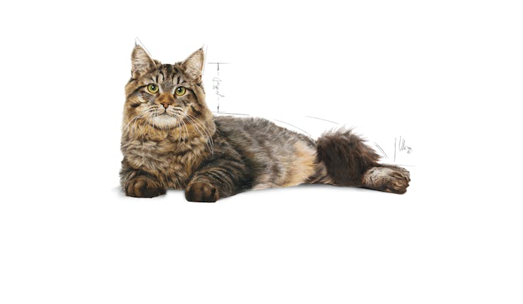 Royal Canin Feline Care Nutrition Urinary Care Adult Cat Dry Food 2kg