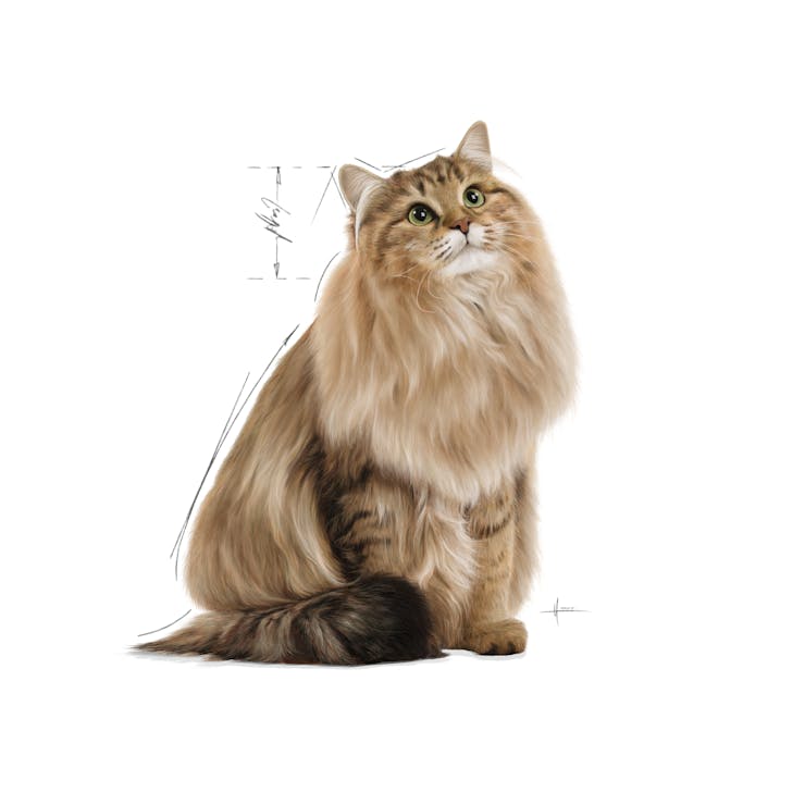 Royal Canin Feline Care Nutrition Urinary Care Adult Cat Wet Food 85g