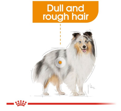 Royal Canin Canine Care Nutrition Mini Coat Care Adult Dog Dry Food 3kg