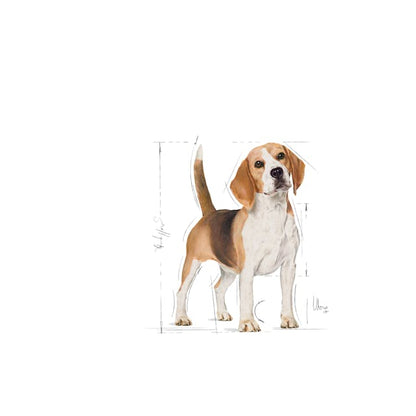 Royal Canin Breed Health Nutrition Beagle Adult Dog Dry Food 3kg