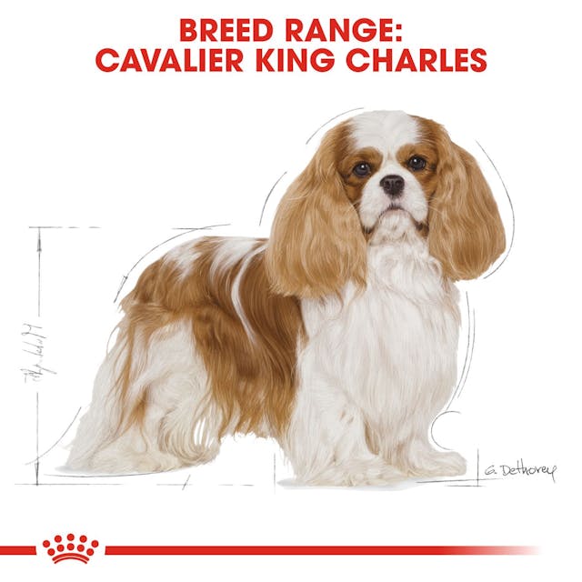 Royal Canin Breed Health Nutrition Cavalier King Charles Adult Dog Dry Food 3kg