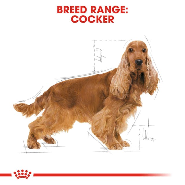 Royal Canin Breed Health Nutrition Cocker Adult Dog Dry Food 3kg