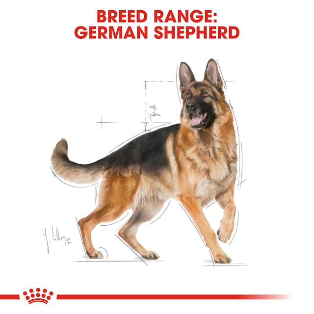 Royal Canin Breed Health Nutrition German Shepherd Adult Dog Dry Food 3kg