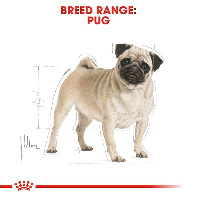 Royal Canin Breed Health Nutrition Pug Adult Dog Dry Food 1.5kg