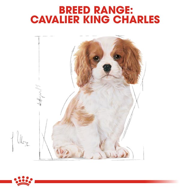 Royal Canin Breed Health Nutrition Cavalier King Charles Puppy Dog Dry Food 1.5kg