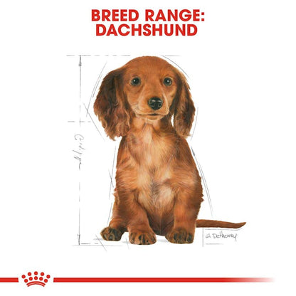 Royal Canin Breed Health Nutrition Dachshund Puppy Dog Dry Food 1.5kg