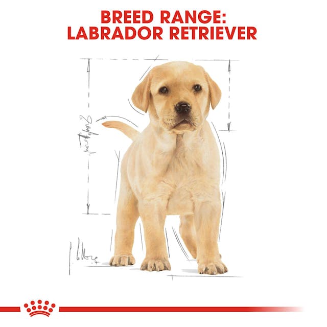 Royal Canin Breed Health Nutrition Labrador Retriever Puppy Dog Dry Food 3kg