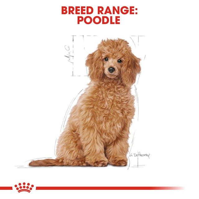 Royal Canin Breed Health Nutrition Poodle Puppy Dog Dry Food 500g