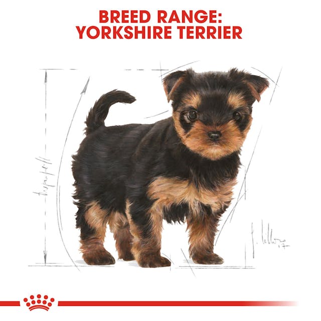 Royal Canin Breed Health Nutrition Yorkshire Terrier Puppy Dog Dry Food 1.5kg