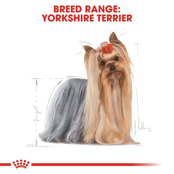 Royal Canin Breed Health Nutrition Yorkshire Terrier Adult Dog Wet Food 85g