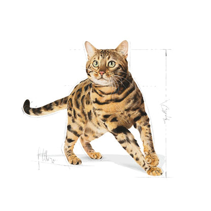 Royal Canin Feline Breed Nutrition Bengal Adult Cat Dry Food 2kg