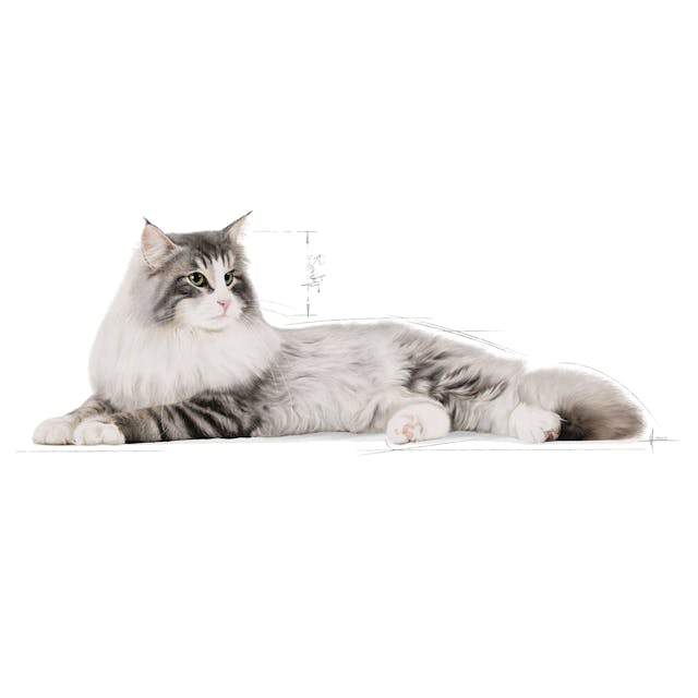 Royal Canin Feline Breed Nutrition Norwegian Forest Cat Adult Dry Food 2kg