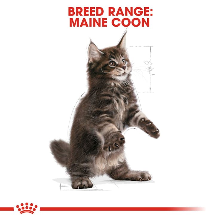 Royal Canin Feline Breed Nutrition Maine Coon Kitten Dry Food 2kg