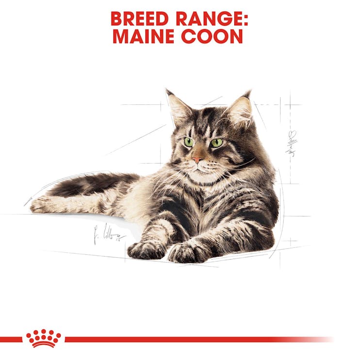 Royal Canin Feline Breed Nutrition Maine Coon Adult Cat Dry Food 2kg