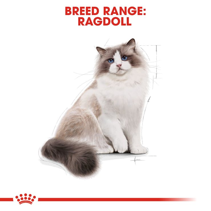 Royal Canin Feline Breed Nutrition Ragdoll Adult Cat Dry Food 2kg